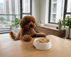 科技解读：小狗基因如何影响犬类敏捷性与耐力？