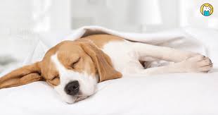 小狗基因解码：AI助力，打造更优秀的运动犬