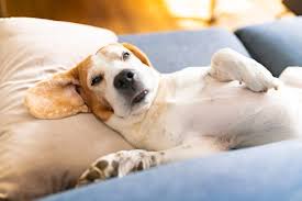 小狗成长记：AI助力幼犬训练，打造运动健将