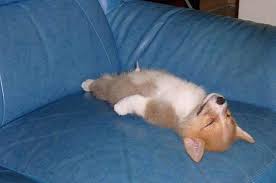 冠军之路：基因检测助力小狗成长，挖掘运动潜能