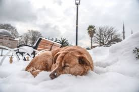 突破基因枷锁：科技能延长小狗寿命吗？最新研究揭秘！