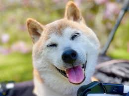 AR互动游戏新体验：让小狗爱上运动，“怎么陪小狗玩”出新花样！