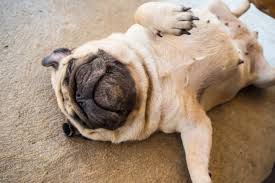 DIY宠物健身房：低成本打造狗狗专属运动乐园，“怎么陪小狗玩”更专业！